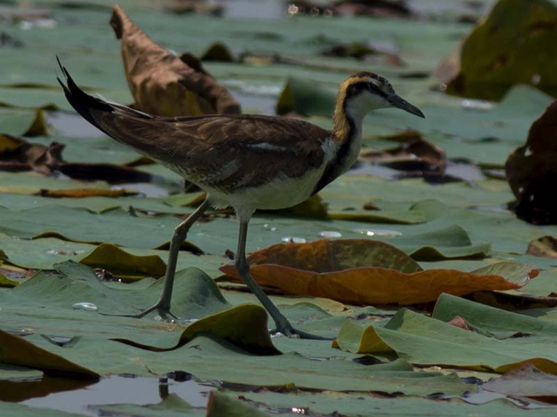 Birds of South East Asia