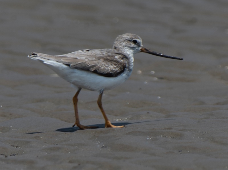 Birds of South East Asia