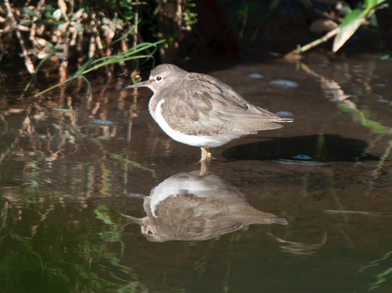 Birds of South East Asia