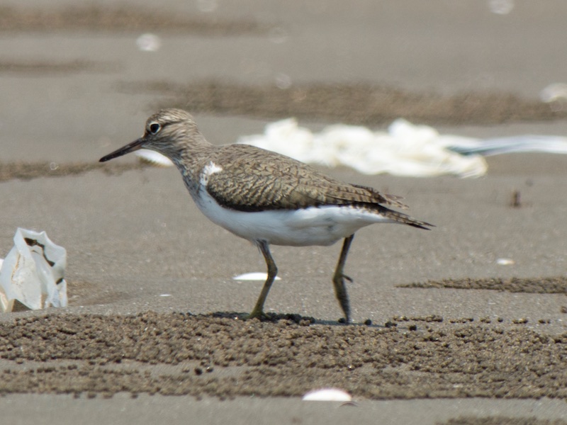 Birds of South East Asia