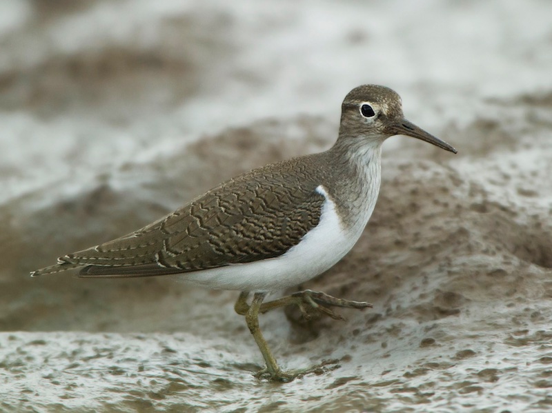 Birds of South East Asia