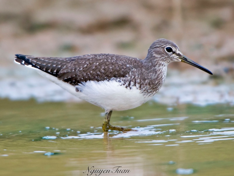 Birds of South East Asia