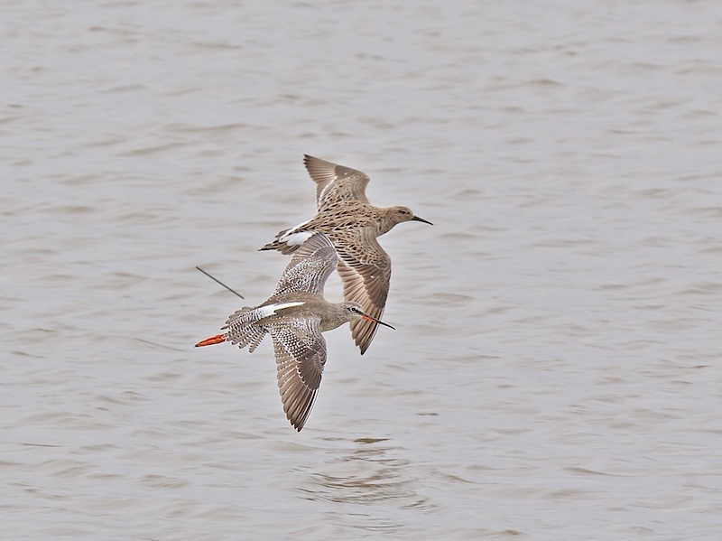Birds of South East Asia
