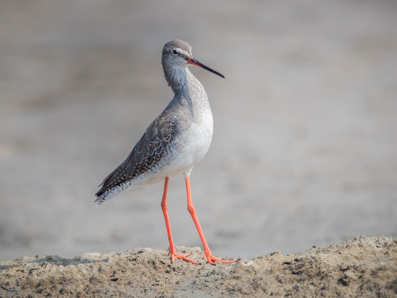 Birds of South East Asia