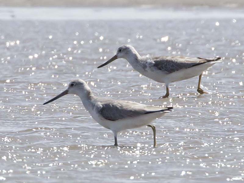 Birds of South East Asia