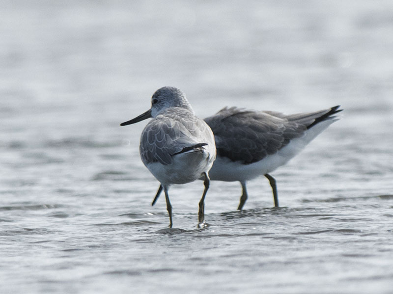 Birds of South East Asia