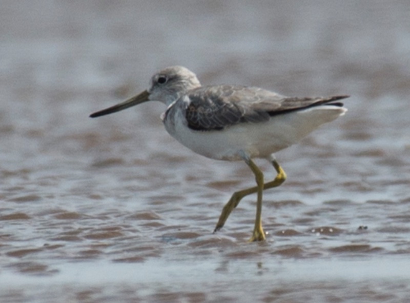 Birds of South East Asia