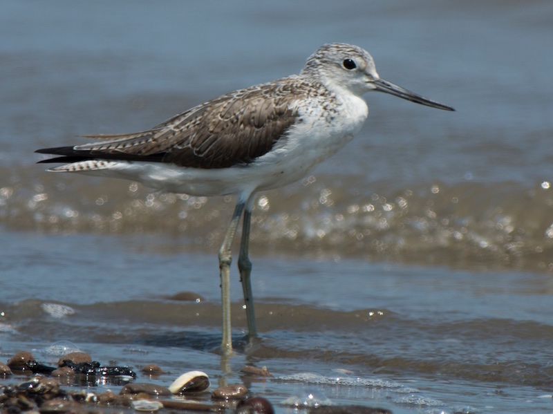 Birds of South East Asia