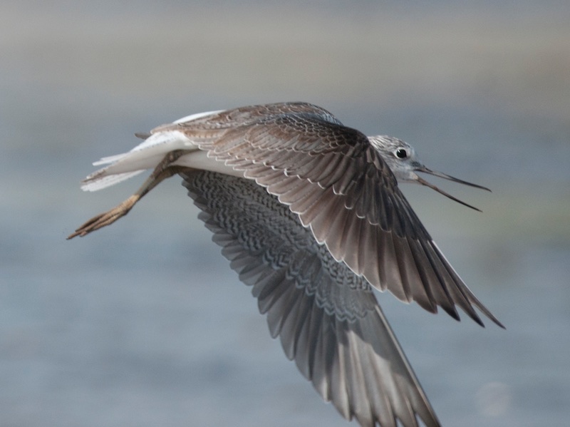 Birds of South East Asia