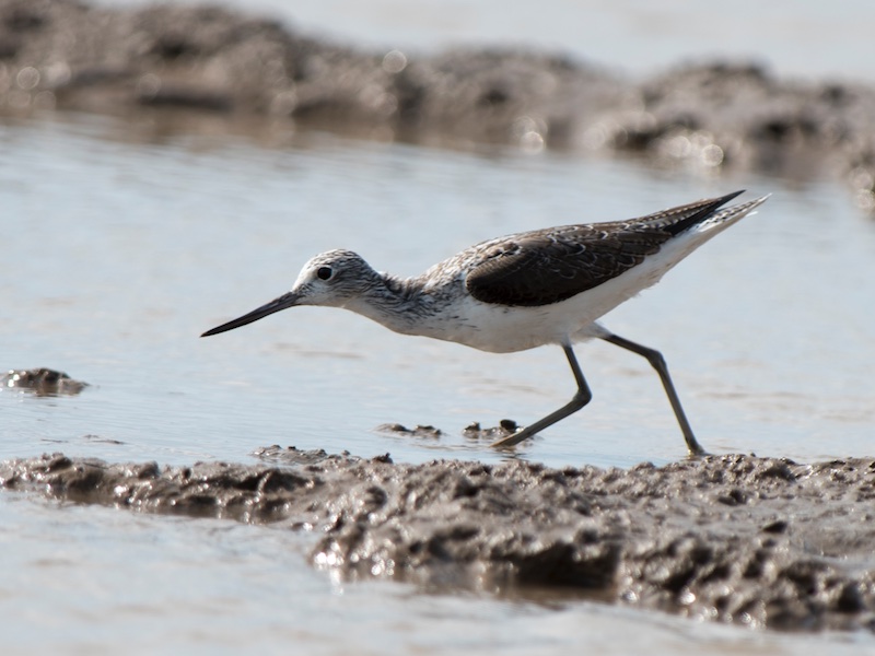 Birds of South East Asia