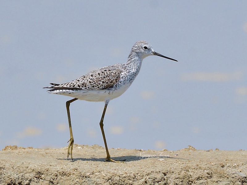 Birds of South East Asia