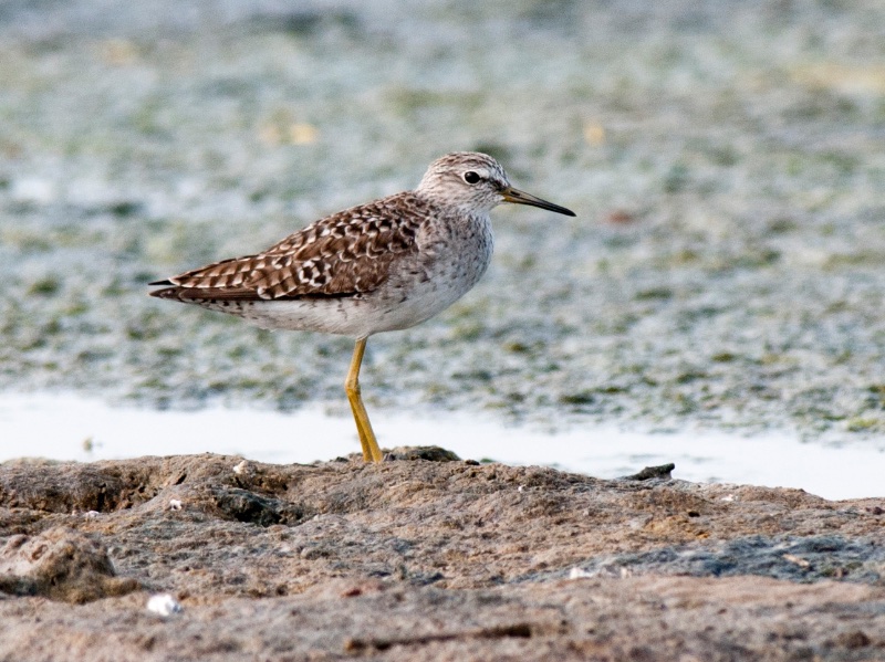 Birds of South East Asia