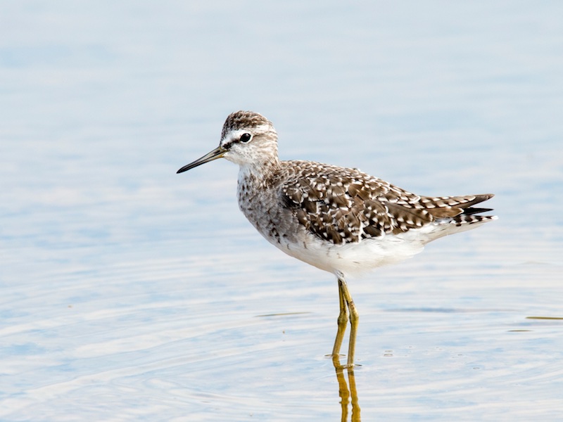 Birds of South East Asia