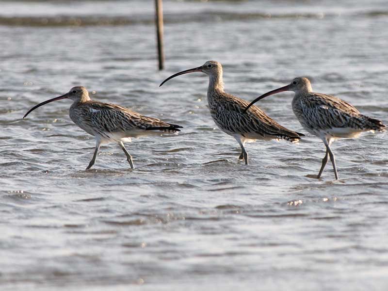 Birds of South East Asia