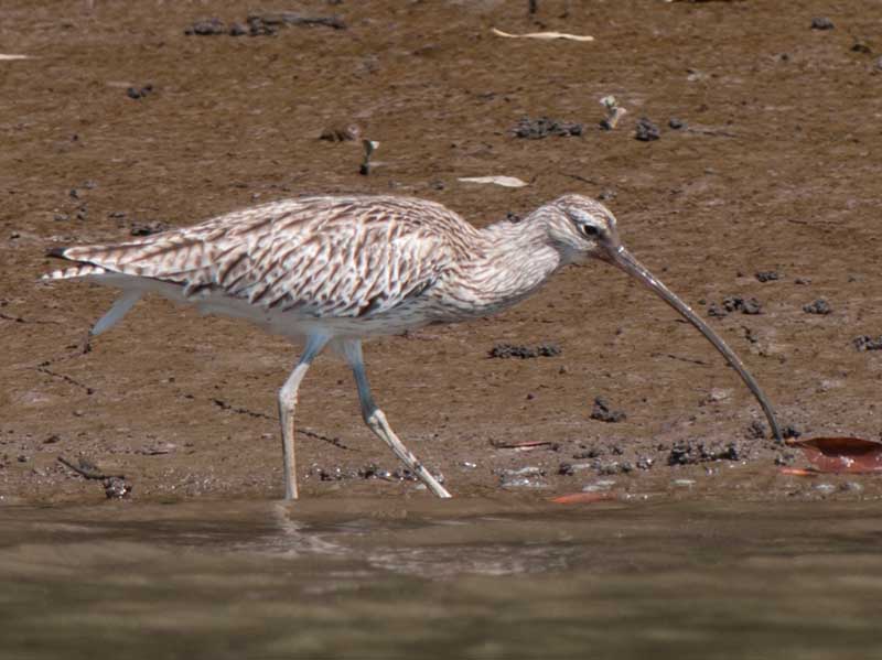 Birds of South East Asia