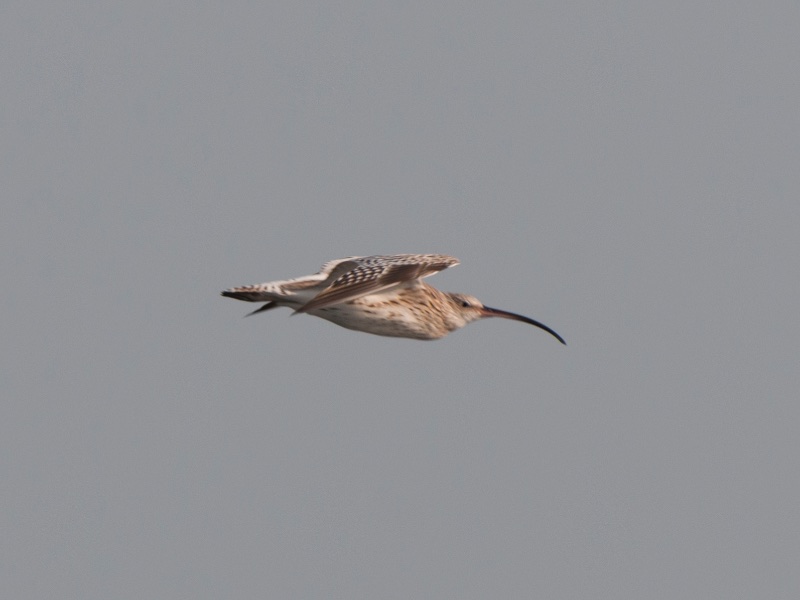 Birds of South East Asia