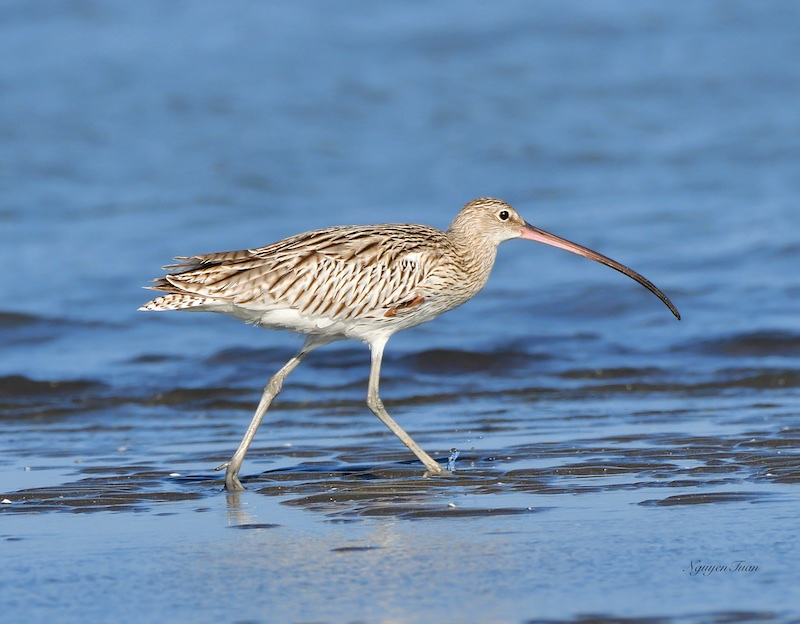 Birds of South East Asia