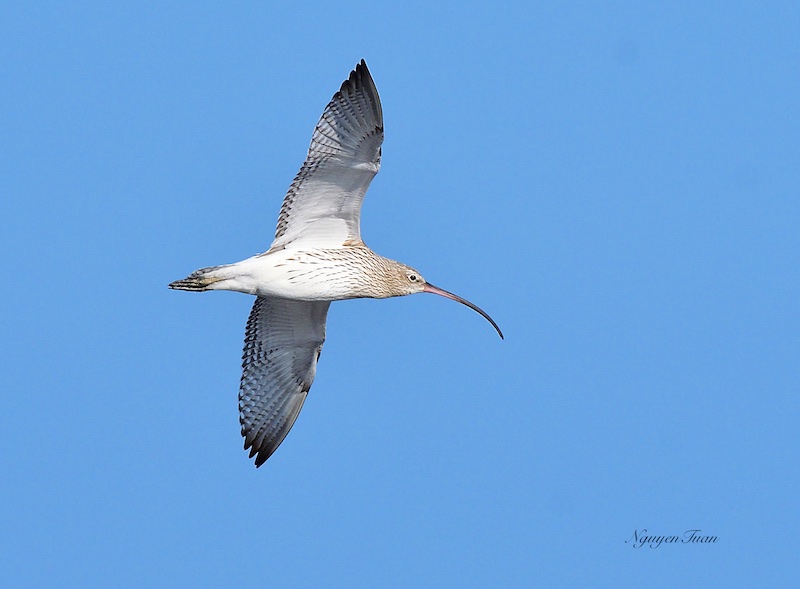 Birds of South East Asia
