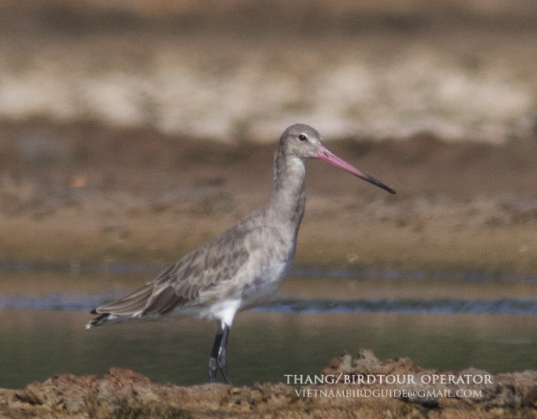 Birds of South East Asia