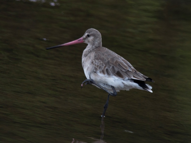 Birds of South East Asia