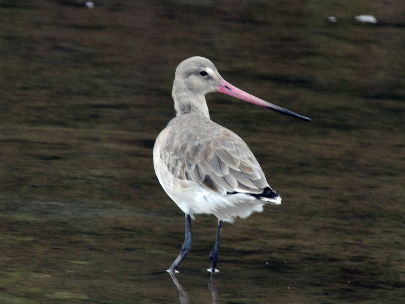 Birds of South East Asia