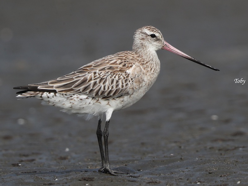Birds of South East Asia