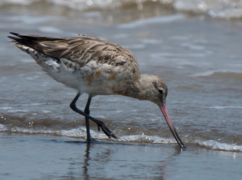 Birds of South East Asia