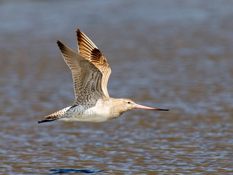 Birds of South East Asia