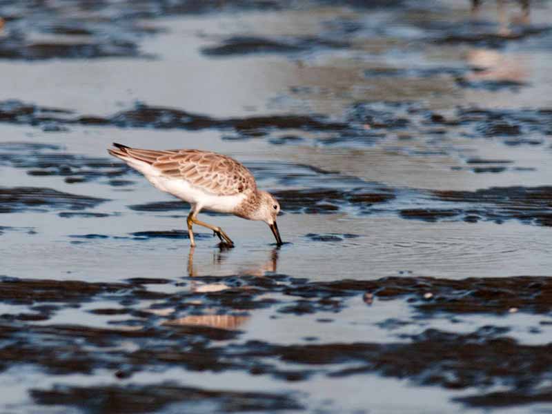 Birds of South East Asia