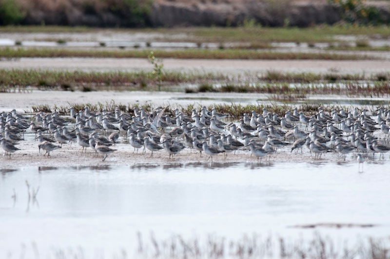 Birds of South East Asia