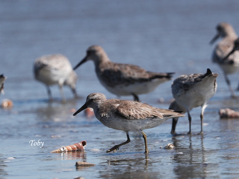 Birds of South East Asia