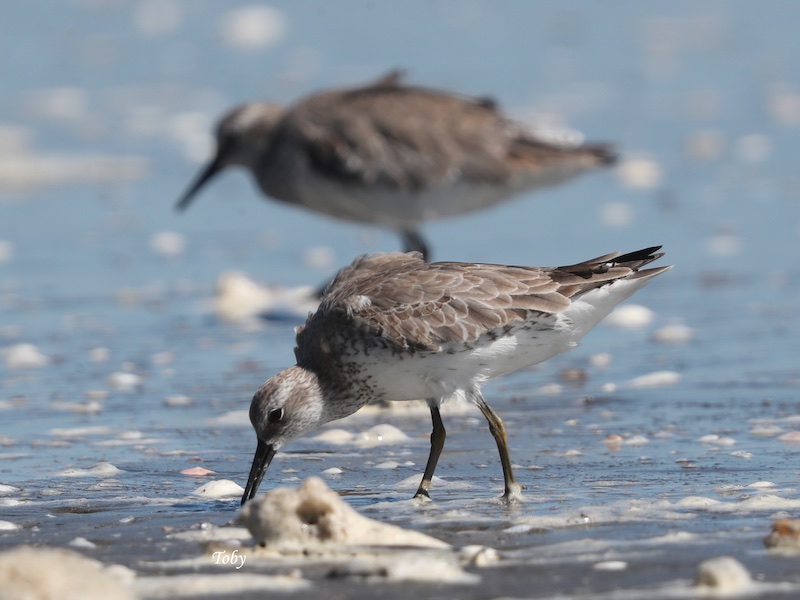 Birds of South East Asia