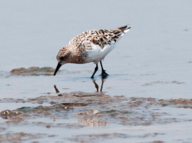 Birds of South East Asia