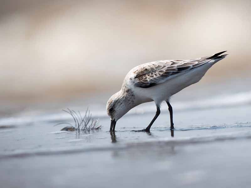 Birds of South East Asia