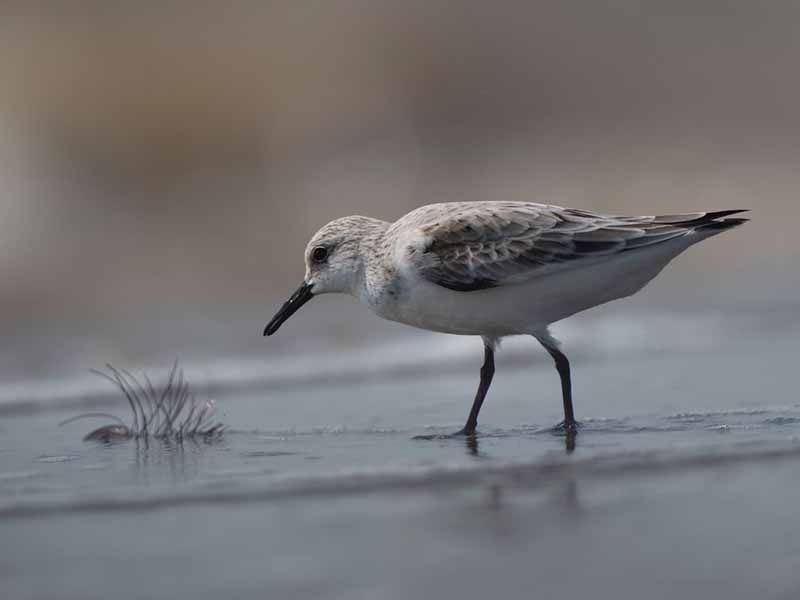 Birds of South East Asia