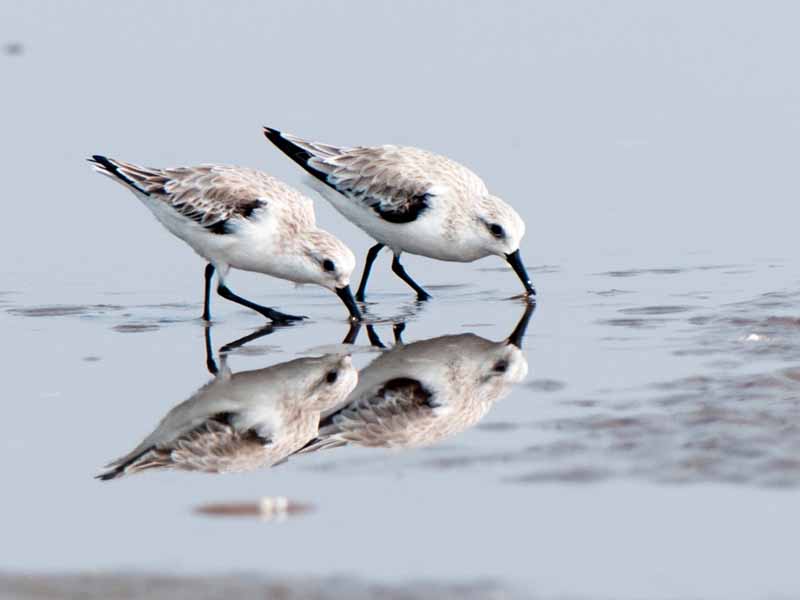 Birds of South East Asia