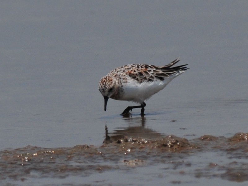 Birds of South East Asia