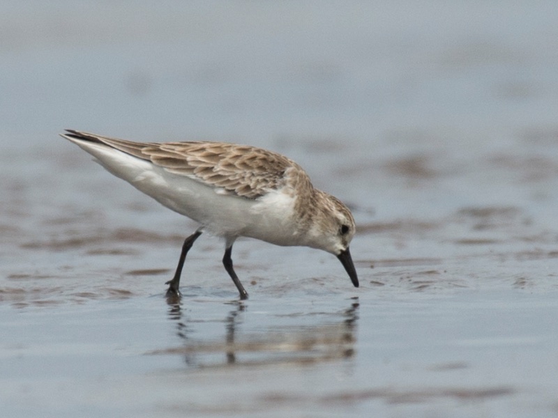 Birds of South East Asia