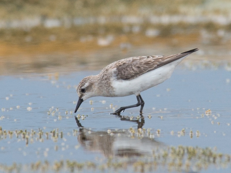 Birds of South East Asia