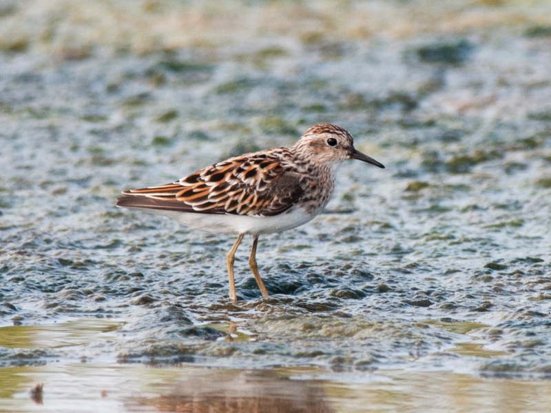 Birds of South East Asia