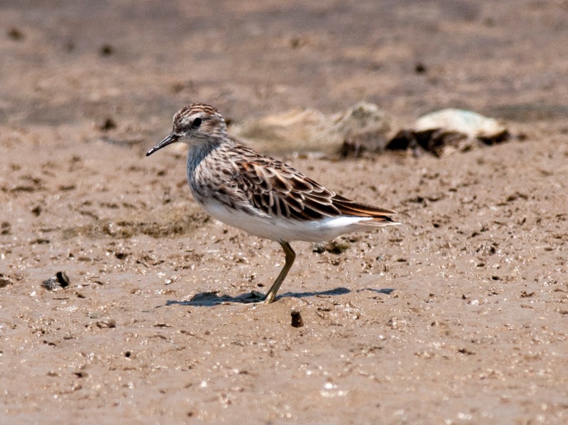 Birds of South East Asia