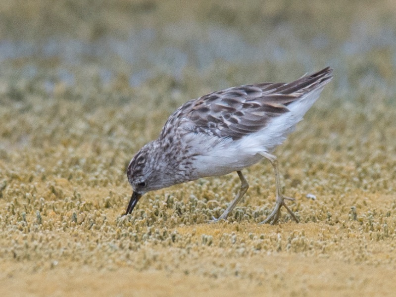 Birds of South East Asia