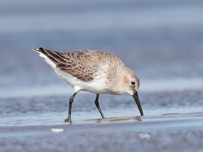 Birds of South East Asia