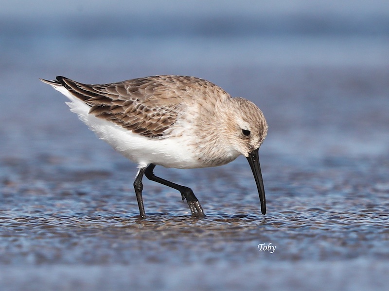 Birds of South East Asia