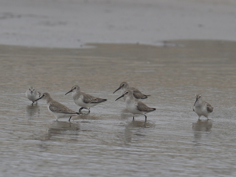 Birds of South East Asia