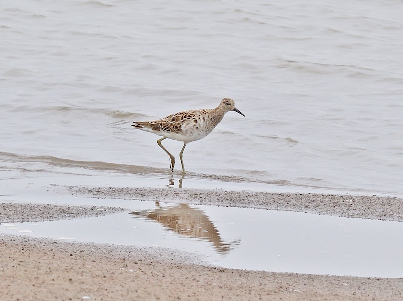 Birds of South East Asia