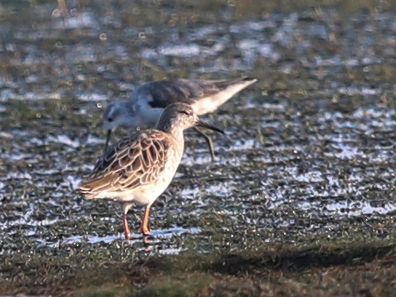 Birds of South East Asia