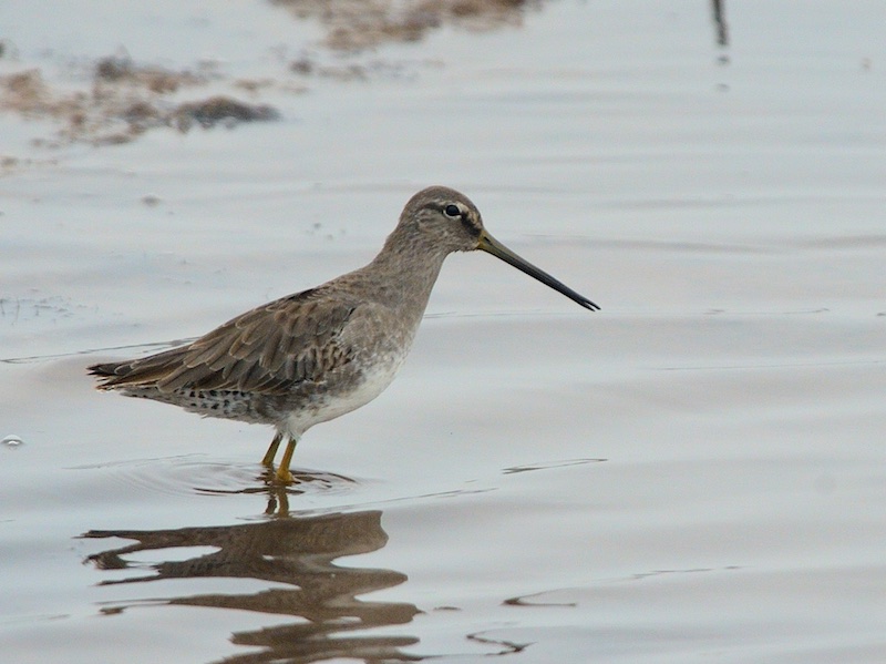 Birds of South East Asia