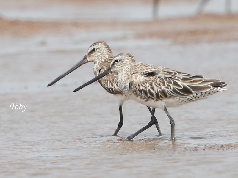 Birds of South East Asia