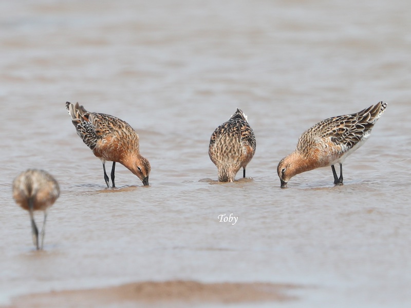Birds of South East Asia